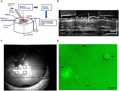 Effect of epiretinal electrical stimulation on the glial cells in a rabbit retinal eyecup model